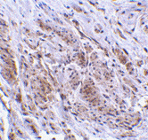 Antibody product image
